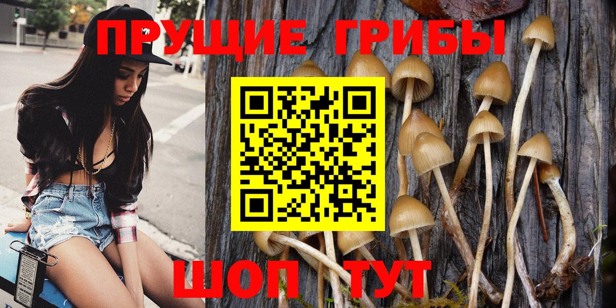 Галлюциногенные грибы Psilocybine cubensis Дербент